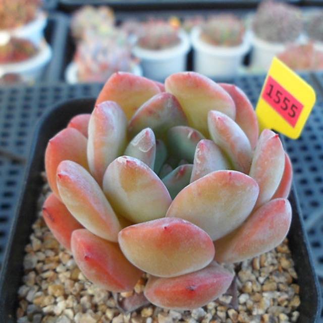 PRESALE Echeveria Paul Shay, (Not so Random)