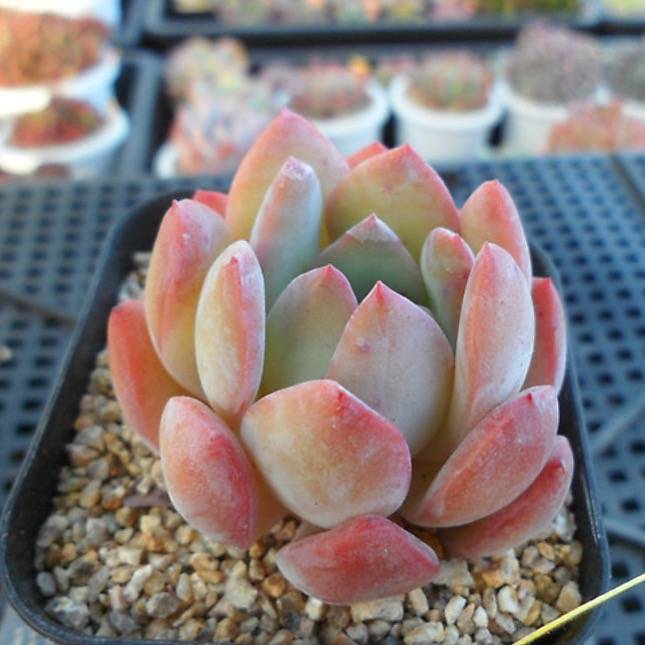 PRESALE Echeveria Paul Shay, (Not so Random)