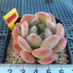 PRESALE Echeveria Paul Shay, (Not so Random)