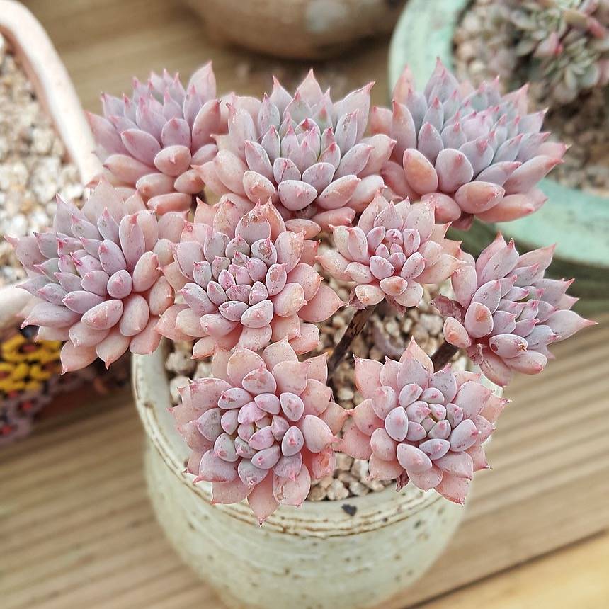 PRESALE Echeveria Chrissy n Ryan, Non-crested Form, (Not so Random)