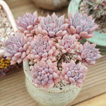 PRESALE Echeveria Chrissy n Ryan, Non-crested Form, (Not so Random)