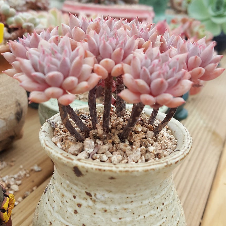 PRESALE Echeveria Chrissy n Ryan, Non-crested Form, (Not so Random)