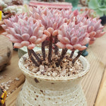 PRESALE Echeveria Chrissy n Ryan, Non-crested Form, (Not so Random)