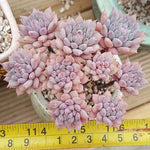 PRESALE Echeveria Chrissy n Ryan, Non-crested Form, (Not so Random)