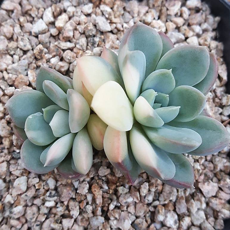 PRESALE Echeveria Unknown, Variegata (Not so Random)