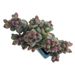 Crassula Elegans Sp.