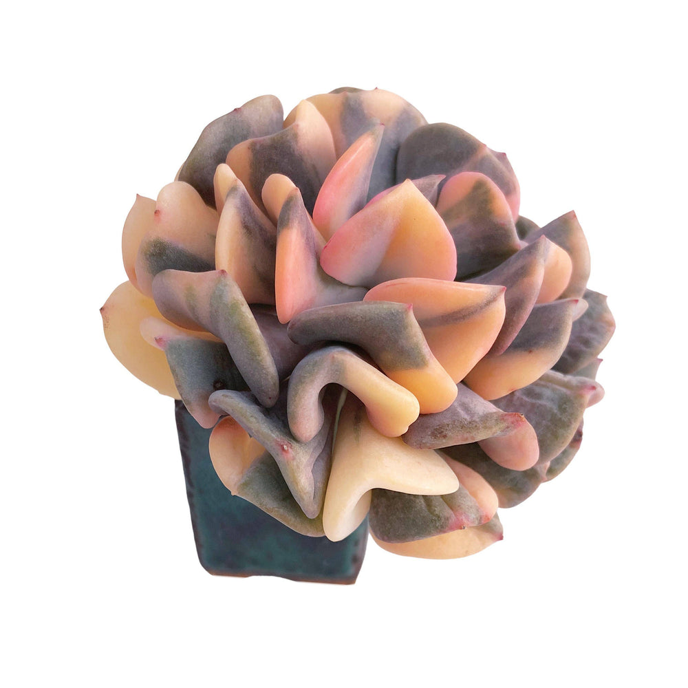 Echeveria Cubic Frost, Mature with Variegated Pups