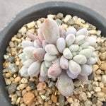 PRESALE Echeveria Venus, (Not so Random)