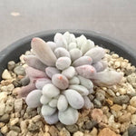 PRESALE Echeveria Venus, (Not so Random)