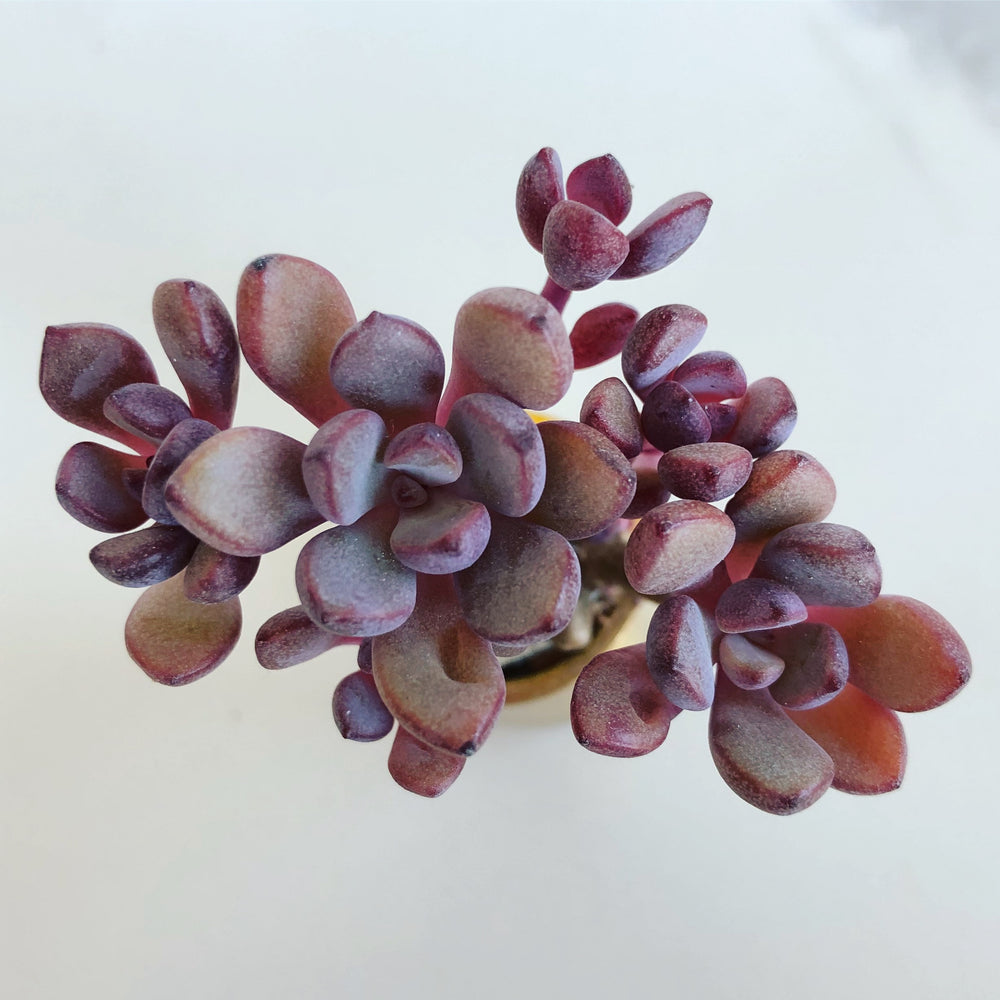 Graptoveria Purple Dream