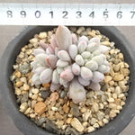 PRESALE Echeveria Venus, (Not so Random)