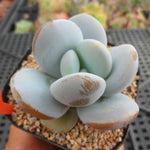 Pachyphytum 'Kecavana', (Random)