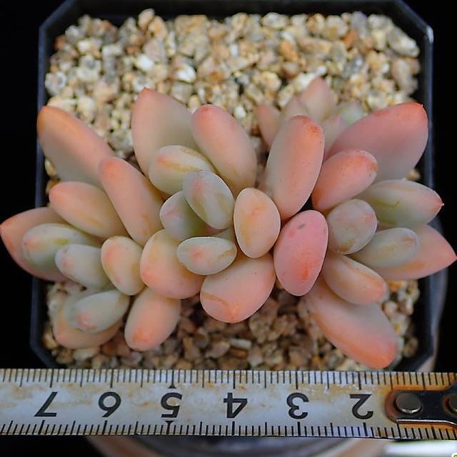 purple beauty succulent PRESALE Pachyphytum 'Purple Beauty,' (Not so Random)