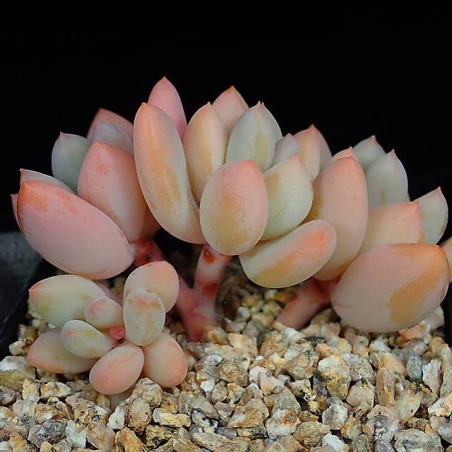 purple beauty succulent PRESALE Pachyphytum 'Purple Beauty,' (Not so Random)