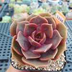 Echeveria Jesta, (Random)