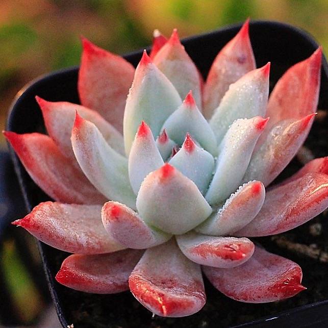 PRESALE Echeveria Lindsayana Hybrid