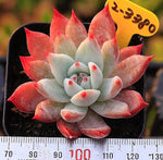 PRESALE Echeveria Lindsayana Hybrid