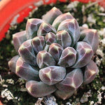 PRESALE Pachyphytum Compactum Sp, (Not so Random)