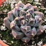 PRESALE Pachyphytum Compactum Sp, (Not so Random)