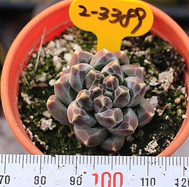 PRESALE Pachyphytum Compactum Sp, (Not so Random)