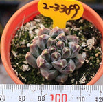 PRESALE Pachyphytum Compactum Sp, (Not so Random)
