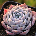 PRESALE Echeveria Helena Sp., (Not so Random)