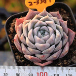 PRESALE Echeveria Helena Sp., (Not so Random)