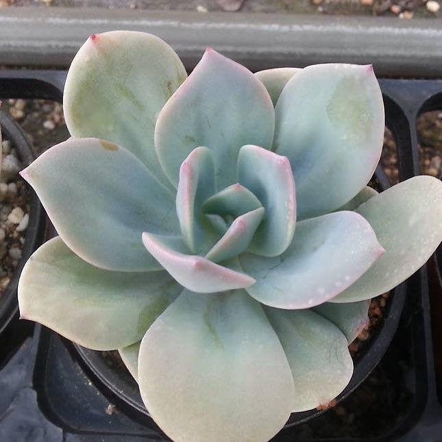 Echeveria cv HAKUHOU, Japan, (Random)