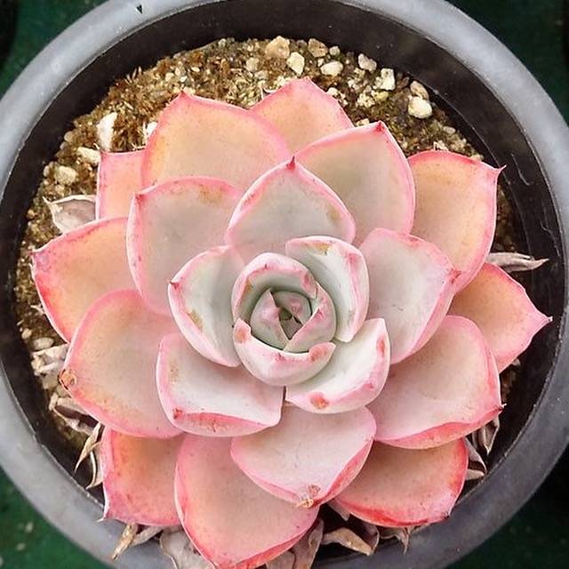 Echeveria Hera, (Random)