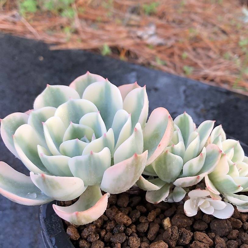 PRESALE Echeveria Lenore Dean, Triple, (Not so Random)