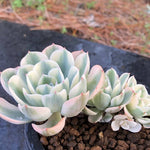 PRESALE Echeveria Lenore Dean, Triple, (Not so Random)