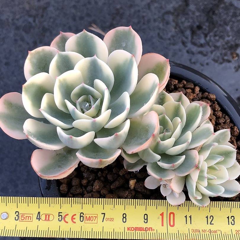 PRESALE Echeveria Lenore Dean, Triple, (Not so Random)