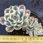 PRESALE Echeveria Lenore Dean, Triple, (Not so Random)