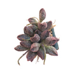 Adromischus Marianiae 'Coffee Beans'
