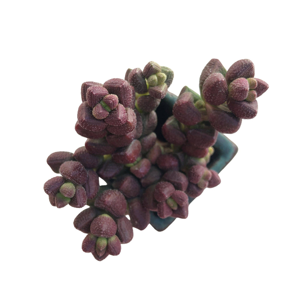 Crassula Elegans