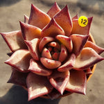 PRESALE Echeveria Agavoides Ebony, (Not so Random)
