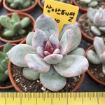 Echeveria Trumso, (Random)