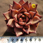 PRESALE Echeveria Agavoides Ebony, (Not so Random)