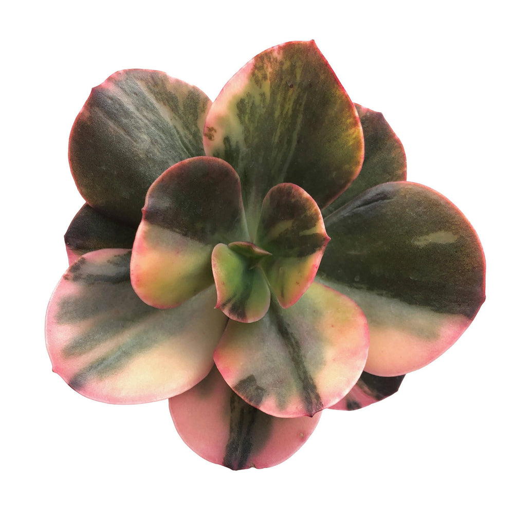Echeveria Primadonna, Variegata