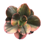 Echeveria Primadonna, Variegata