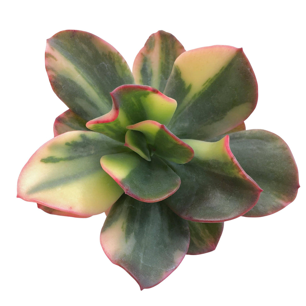 Echeveria Jyulia, Variegata