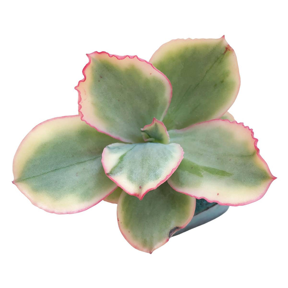 Echeveria Tornado, Variegata