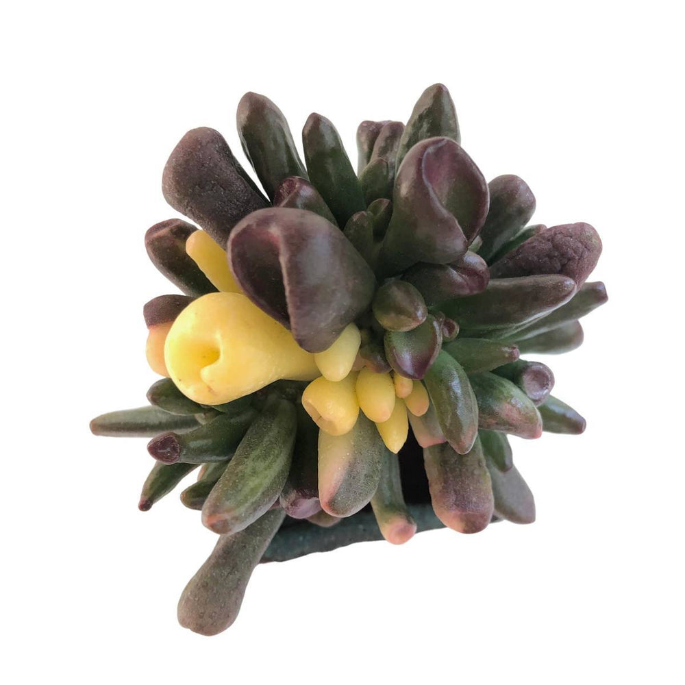 Crassula Ovata Gollum, Variegata