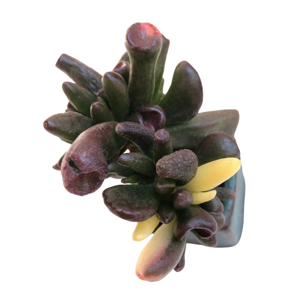 Crassula Ovata Gollum, Variegata (Blemished)