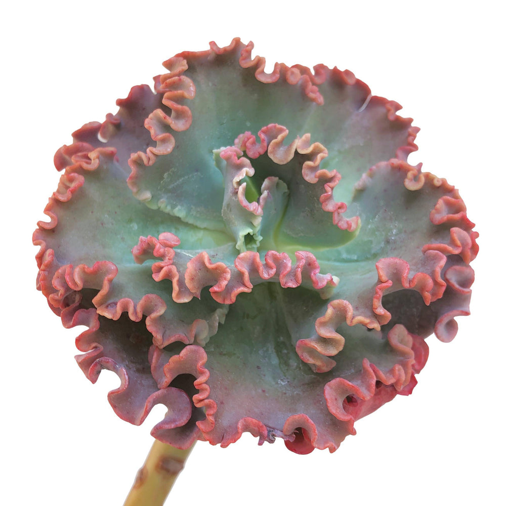 Echeveria Frill Sp., Long Stem