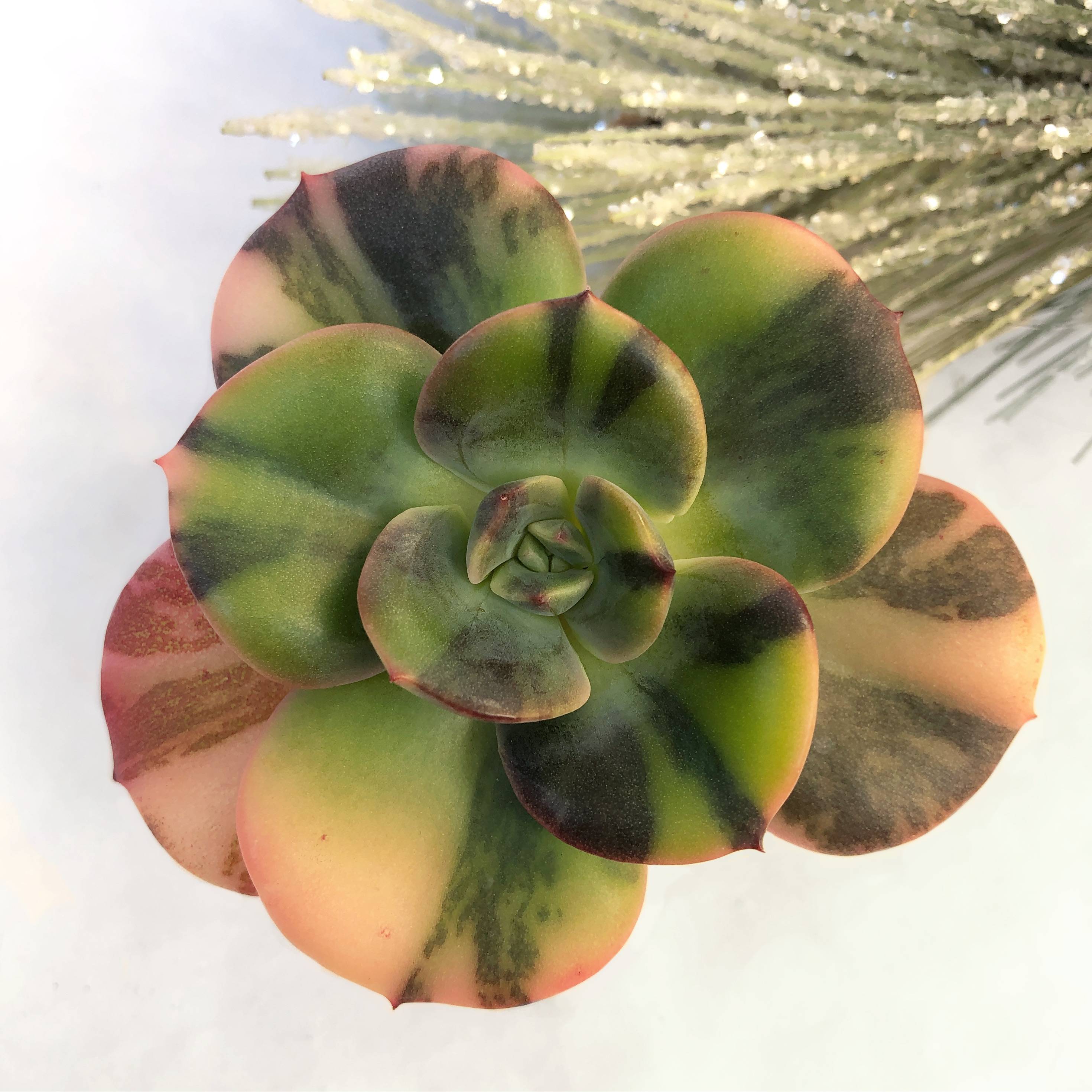 blue metal succulent Echeveria Blue Metal, Variegata