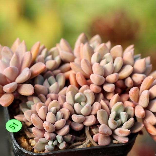 PRESALE Echeveria Sugar Jelly, (Random)