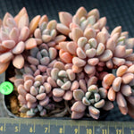 PRESALE Echeveria Sugar Jelly, (Random)