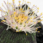Massonia Pustulate