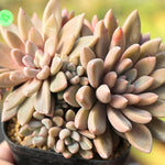 PRESALE Echeveria Sugar Jelly, (Random)